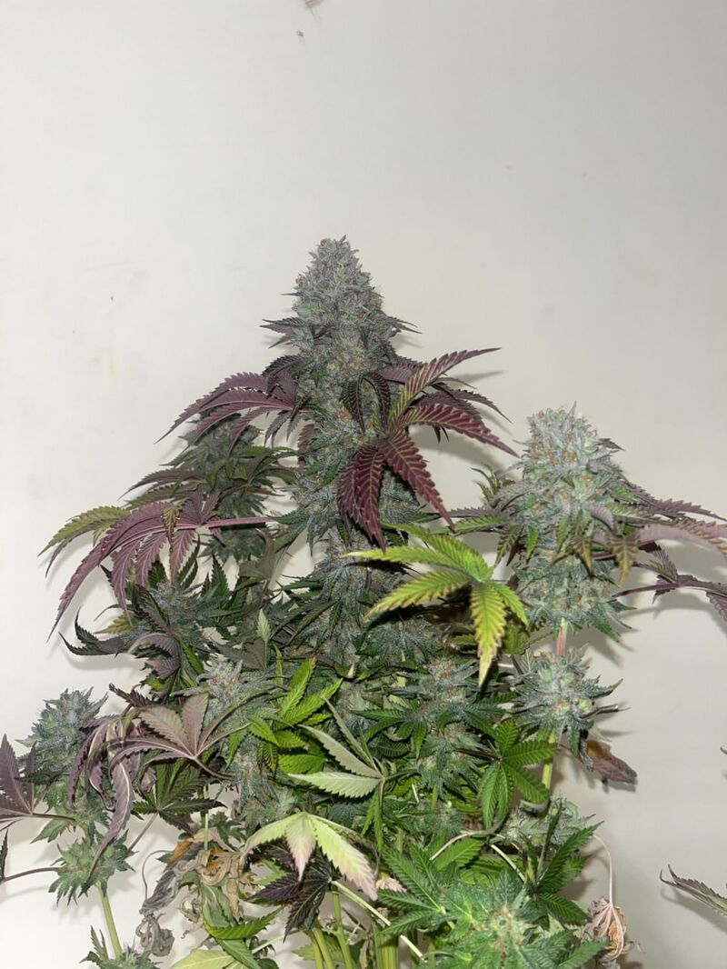 Lemonpaya, Фасовка: 10, изображение 4